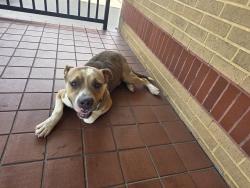 Found/Stray Unknown Dog last seen Waffle hse, Spring Lake, NC 28308