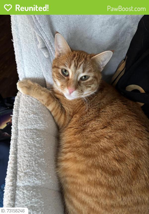 Reunited Male Cat last seen Near K st, Washougal, WA 98671