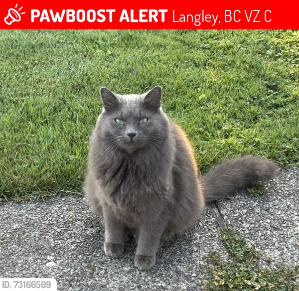 Lost Female Cat last seen 32/208st Langley, Langley, BC V2Z 2C3
