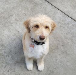 Lost Female Dog last seen Beacon Hill/Salamo, West Linn, OR 97068
