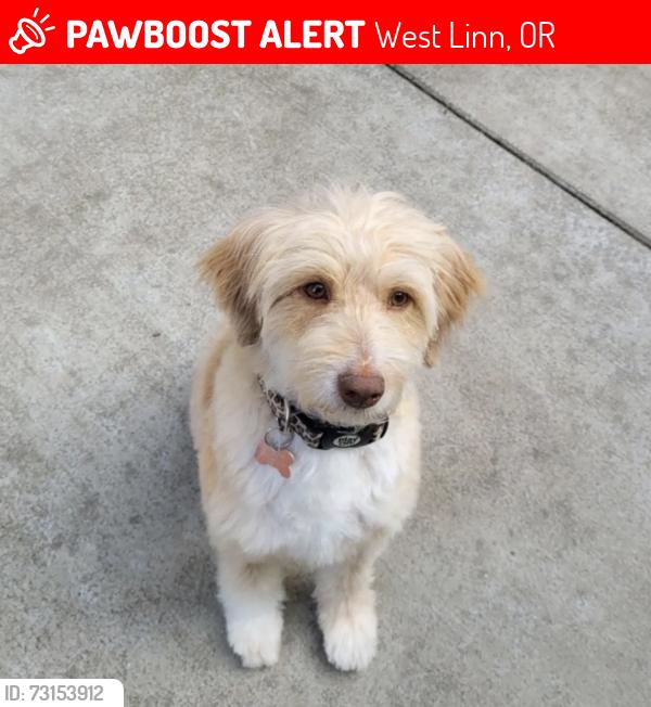 Lost Female Dog last seen Beacon Hill/Salamo, West Linn, OR 97068