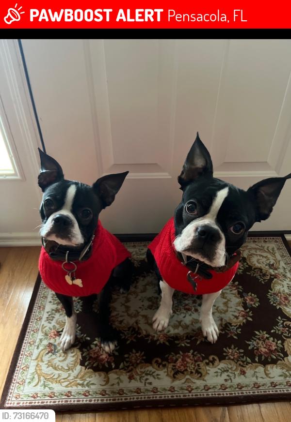 Lost Unknown Dog last seen Airport blvd, Pensacola, FL 32503