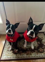 Lost Unknown Dog last seen Airport blvd, Pensacola, FL 32503