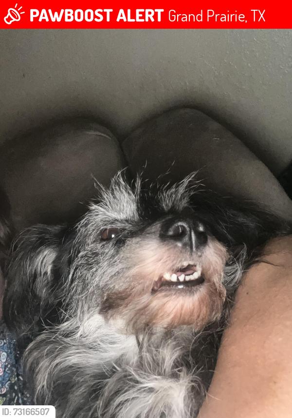 Lost Female Dog last seen Marshal and Third st, Grand Prairie, TX 75051