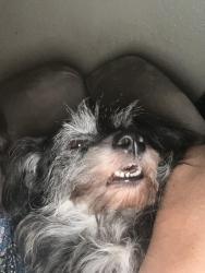 Lost Female Dog last seen Marshal and Third st, Grand Prairie, TX 75051