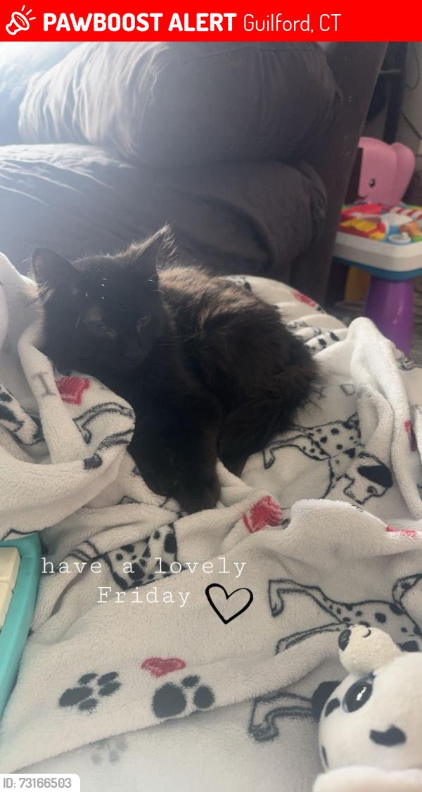 Lost Male Cat last seen Corner of great hill rd and cooks lane, Guilford, CT 06437