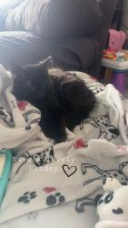 Lost Male Cat last seen Corner of great hill rd and cooks lane, Guilford, CT 06437