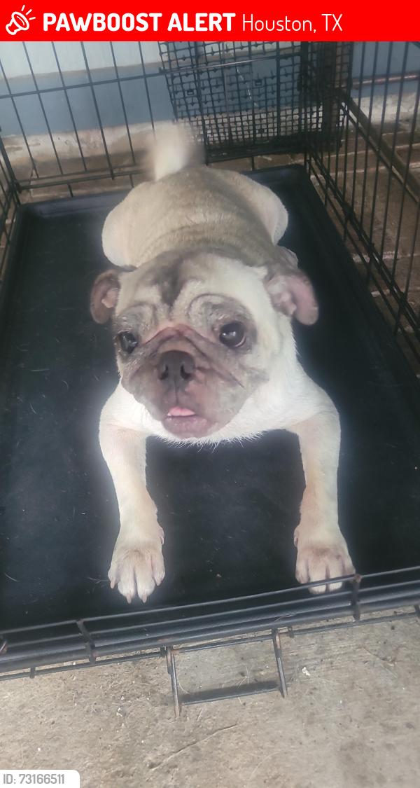 Lost Female Dog last seen Skybright ln and silver sky, Houston, TX 77095