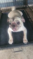 Lost Female Dog last seen Skybright ln and silver sky, Houston, TX 77095