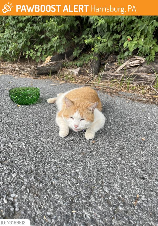 Found/Stray Unknown Cat last seen Near hollywood drive, Harrisburg, PA 17109