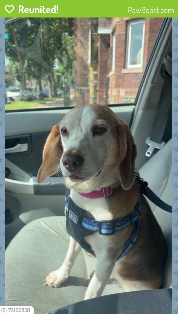 Reunited Female Dog last seen W 143rd St & S Blue Spruce Ct, Orland Park, IL 60462, USA, Orland Park, IL 60462