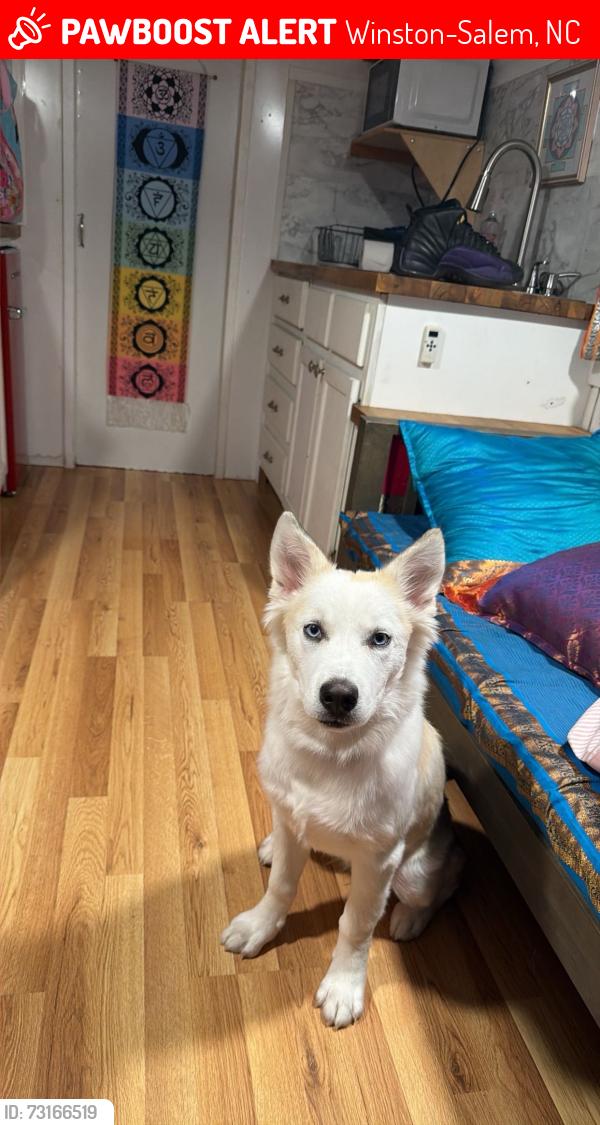 Lost Female Dog last seen union cross road, Winston-Salem, NC 27107