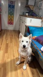 Lost Female Dog last seen union cross road, Winston-Salem, NC 27107
