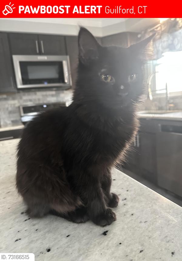 Lost Male Cat last seen Cooks lane, Guilford, CT 06437