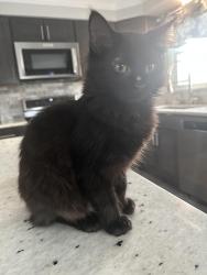 Lost Male Cat last seen Cooks lane, Guilford, CT 06437