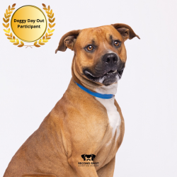 Shelter Stray Male Dog last seen , 3607 N Armenia Ave, Tampa, FL 33607, USA