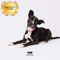 Shelter Stray Female Dog last seen , 3607 N Armenia Ave, Tampa, FL 33607, USA