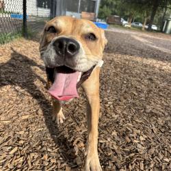 Shelter Stray Female Dog last seen , 8464 Beach Blvd, Jacksonville, FL 32216, USA