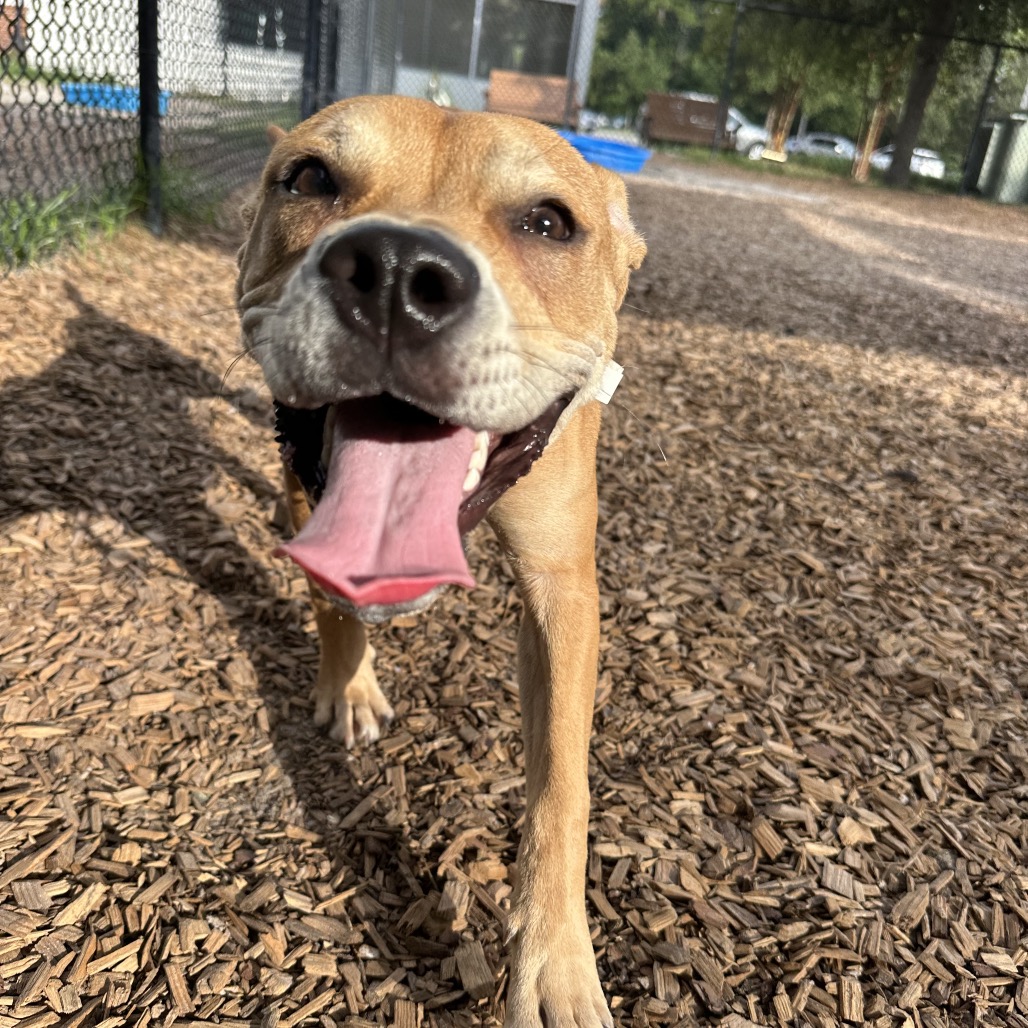 Shelter Stray Female Dog last seen , 8464 Beach Blvd, Jacksonville, FL 32216, USA