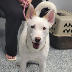 Shelter Stray Unknown Dog last seen , 328 Furman Hall Rd, Greenville, SC 29609, USA