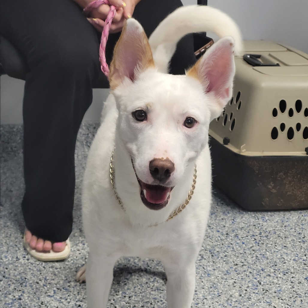 Shelter Stray Female Dog last seen , 328 Furman Hall Rd, Greenville, SC 29609, USA