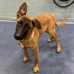Shelter Stray Male Dog last seen , 980 Guilford College Rd, Greensboro, NC 27409, USA