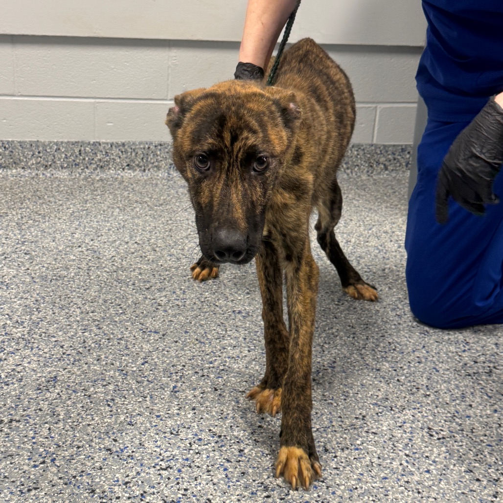 Shelter Stray Male Dog last seen , 328 Furman Hall Rd, Greenville, SC 29609, USA