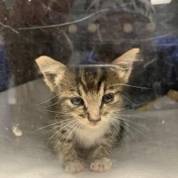 Shelter Stray Unknown Cat last seen , 328 Furman Hall Rd, Greenville, SC 29609, USA