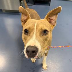 Shelter Stray Male Dog last seen , 980 Guilford College Rd, Greensboro, NC 27409, USA