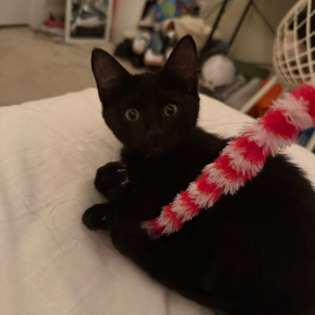 Shelter Stray Female Cat last seen , 980 Guilford College Rd, Greensboro, NC 27409, USA