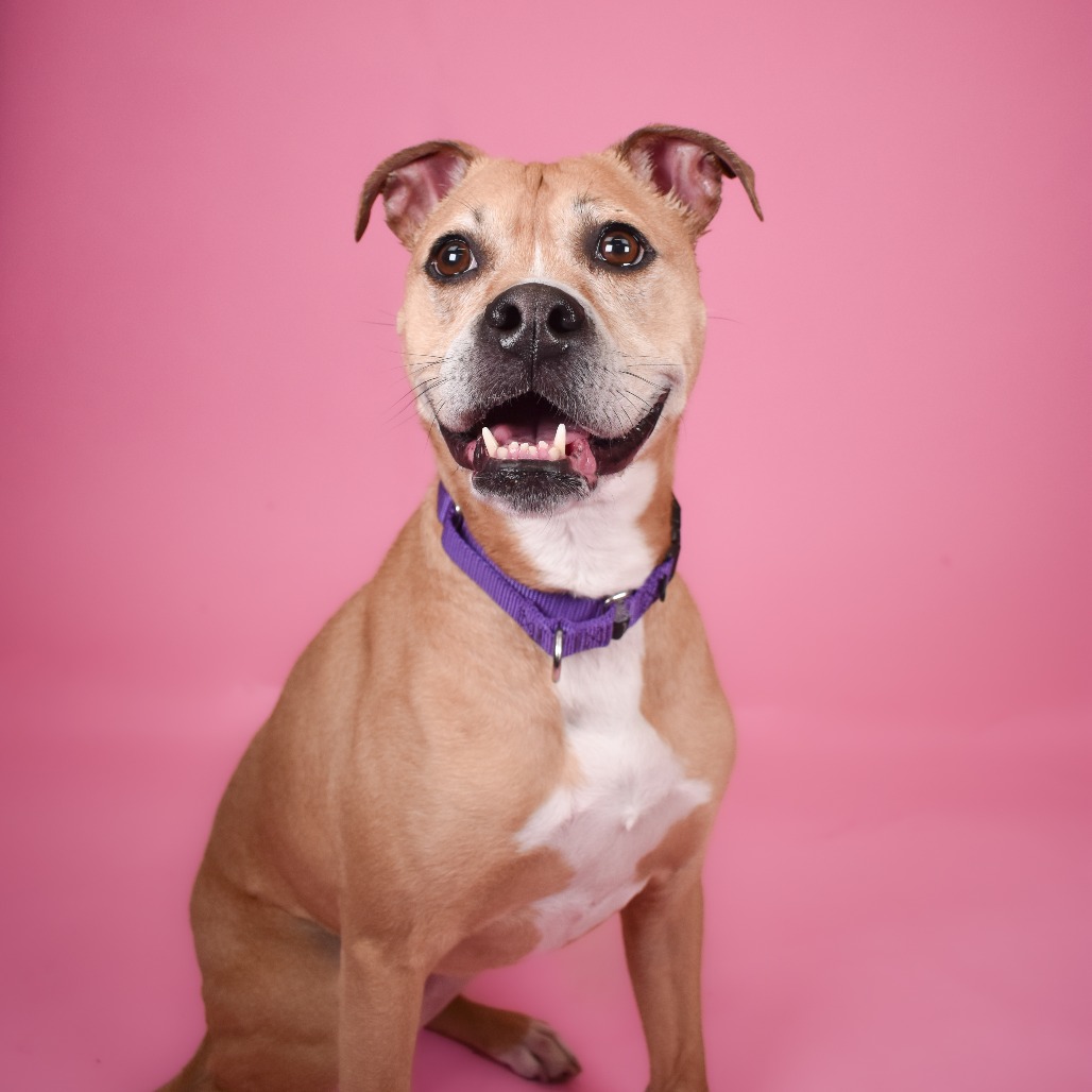 Shelter Stray Female Dog last seen , 3200 N Military Trl, West Palm Beach, FL 33409, USA