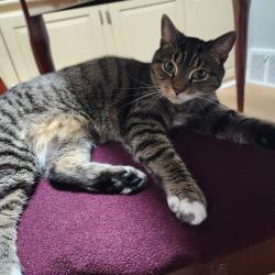 Shelter Stray Female Cat last seen , Animal Care & Control Team of Philly, 111 W Hunting Park Ave, Philadelphia, PA 19140, USA