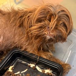 Shelter Stray Female Dog last seen , Animal Care & Control Team of Philly, 111 W Hunting Park Ave, Philadelphia, PA 19140, USA