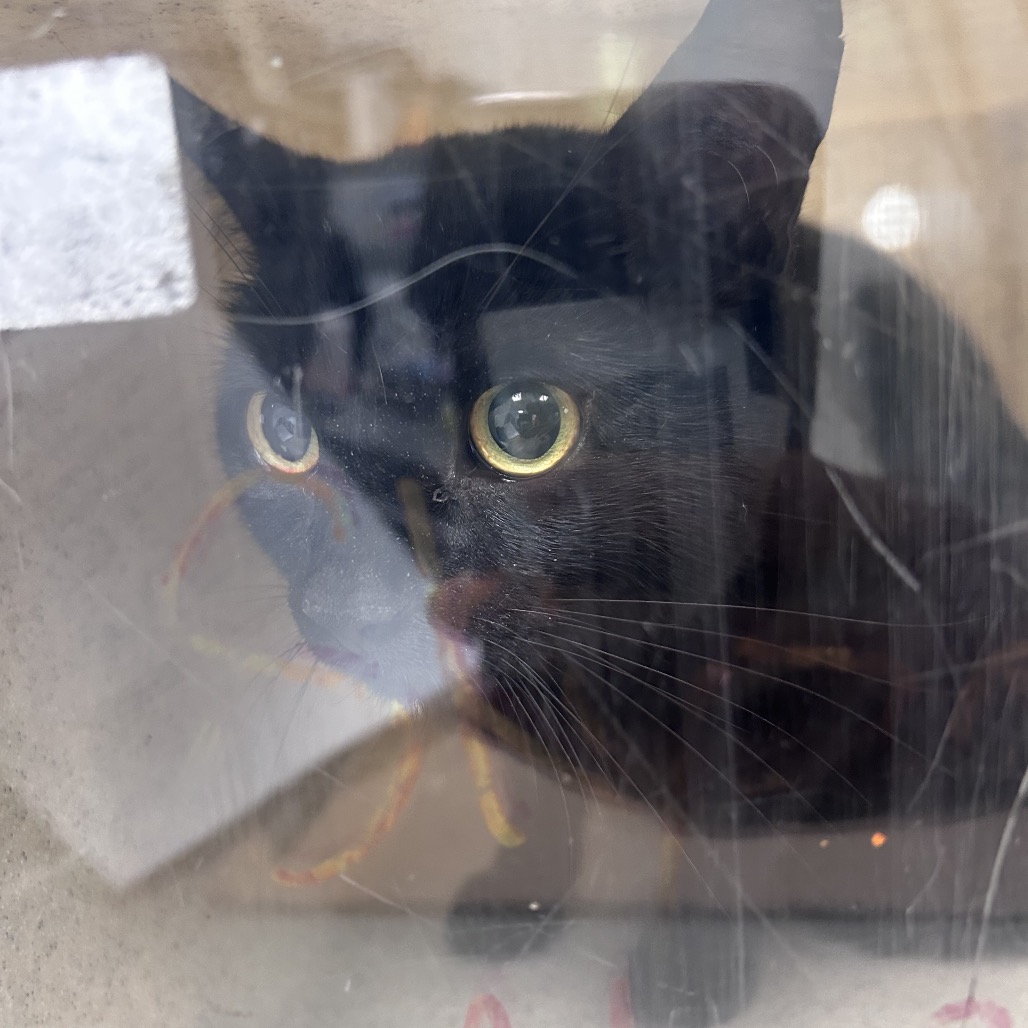 Shelter Removed Unknown Cat last seen , Animal Care & Control Team of Philly, 111 W Hunting Park Ave, Philadelphia, PA 19140, USA