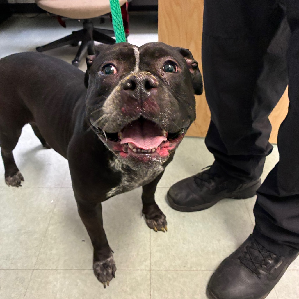Shelter Stray Female Dog last seen , Animal Care & Control Team of Philly, 111 W Hunting Park Ave, Philadelphia, PA 19140, USA