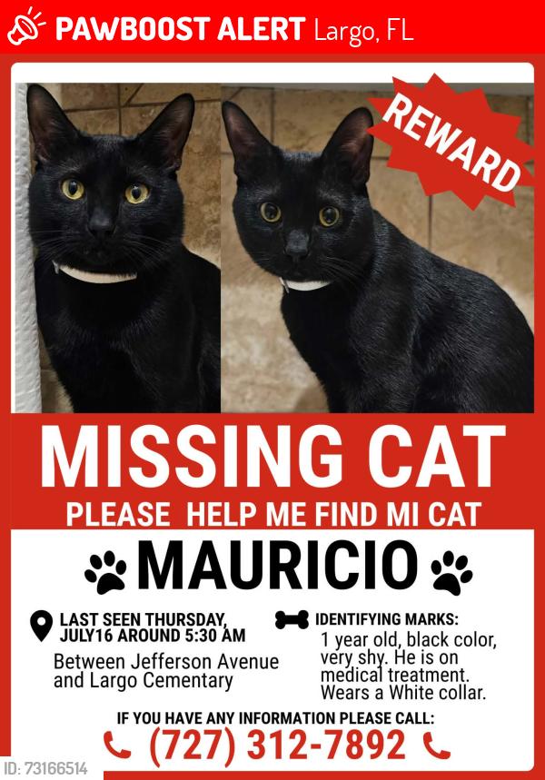Lost Male Cat last seen Ponce de Leon Elemetary School, Largo, FL 33756