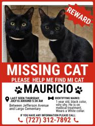 Lost Male Cat last seen Ponce de Leon Elemetary School, Largo, FL 33756