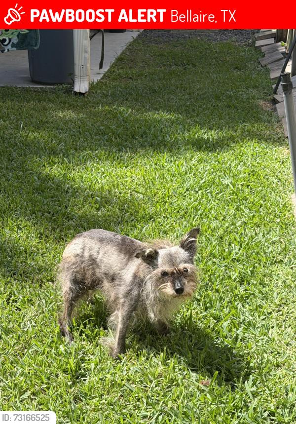 Lost Female Dog last seen Beech and 5th street, Bellaire, TX 77401