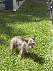 Lost Female Dog last seen Beech and 5th street, Bellaire, TX 77401