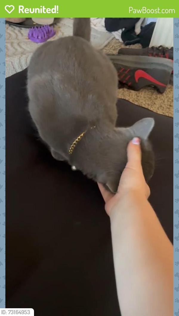 Reunited Male Cat last seen Near E 820 N, Provo UT 84606, Provo, UT 84606