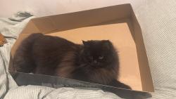 Lost Male Cat last seen Old chap ST, Edgeley, England SK3 9LP