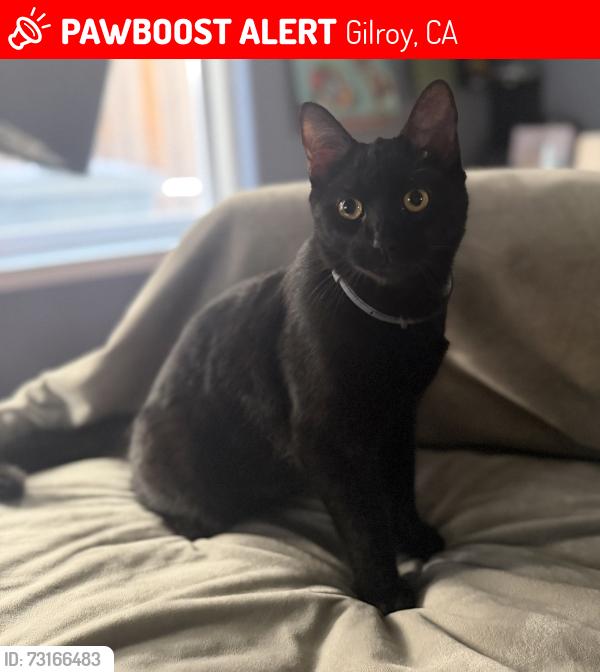 Lost Male Cat last seen Cheyenne Dr and Saddler Dr, Gilroy, CA 95020
