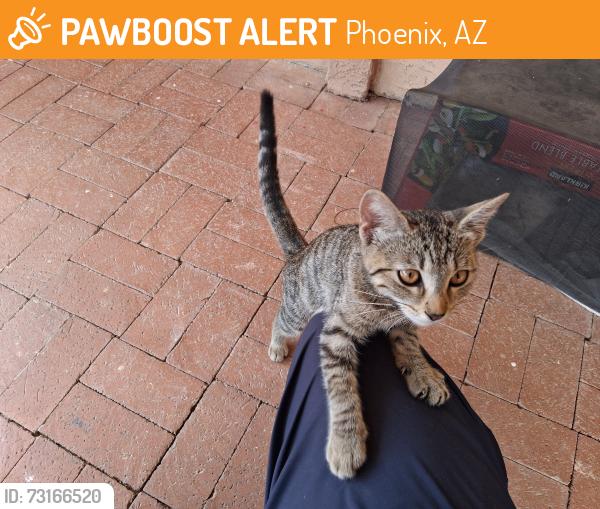 Found/Stray Unknown Cat last seen 44th st and southern, Phoenix, AZ 85042