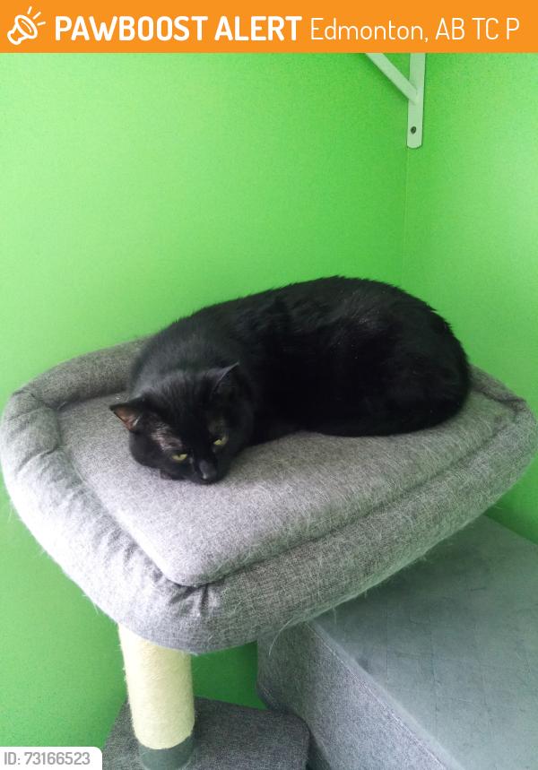 Found/Stray Female Cat last seen Zoie Gardner Park, Edmonton, AB T5C 0P3