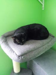 Found/Stray Female Cat last seen Zoie Gardner Park, Edmonton, AB T5C 0P3