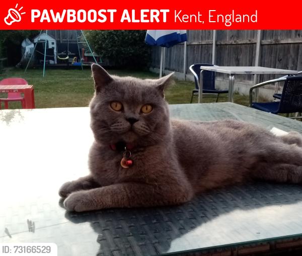 Lost Male Cat last seen Cryol Road, St stephan walk,, athol road, Kent, England 