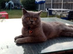 Lost Male Cat last seen Cryol Road, St stephan walk,, athol road, Kent, England 