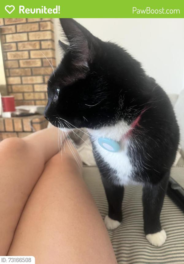 Reunited Male Cat last seen 15th Ave & Hover St, Longmont, CO 80501, USA, Longmont, CO 80501