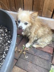 Found/Stray Unknown Dog last seen CVS Matlock and Sublett, Arlington, TX 76018