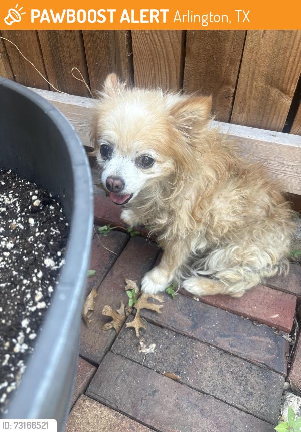 Found/Stray Unknown Dog last seen CVS Matlock and Sublett, Arlington, TX 76018